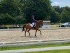 dressage horse Quality Pearl Vom Arendsee (German Sport Horse, 2013, from Quality Time)