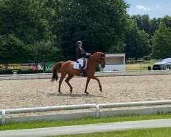 Dressurpferd Quality Pearl Vom Arendsee (Deutsches Sportpferd, 2013, von Quality Time)