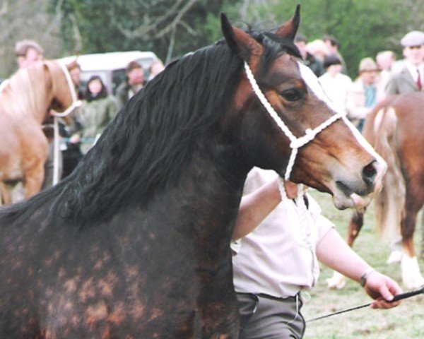 horse Ystrad Dewi Victoria (Welsh-Cob (Sek. D), 1989, from Ebbw Victor)