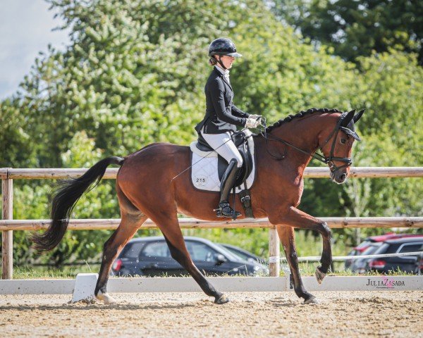 dressage horse Bonbonito (Hanoverian, 2019, from Bon Coeur)