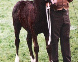 horse Ystrad Dewi Viscountess (Welsh-Cob (Sek. D), 1991, from Ebbw Victor)