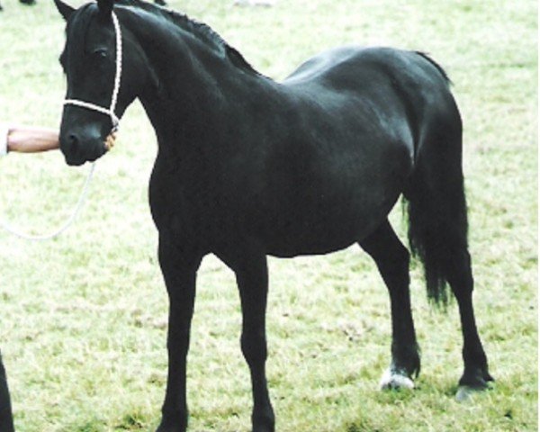 Pferd Fronarth Victory Pride (Welsh-Cob (Sek. D), 1993, von Ebbw Victor)