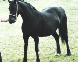 horse Fronarth Victory Pride (Welsh-Cob (Sek. D), 1993, from Ebbw Victor)