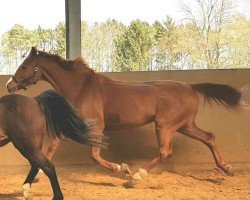 jumper Airbalia (KWPN (Royal Dutch Sporthorse), 2005, from Phin Phin)