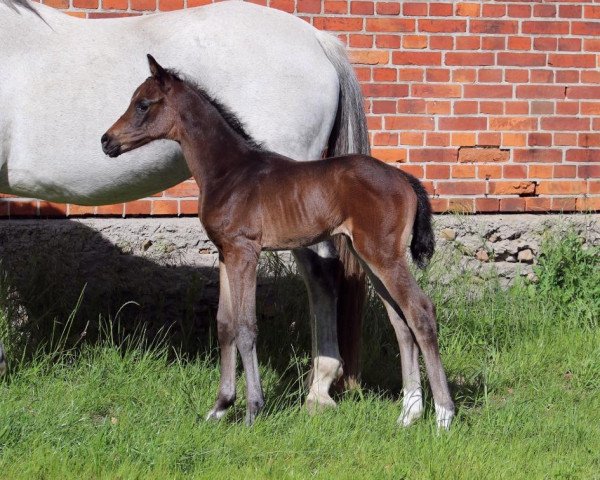 dressage horse Daffina (Westphalian, 2020, from Damaschino)