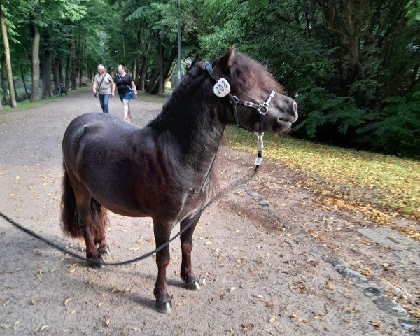 horse Paulien V.H. Stalletje (Shetland Pony, 2021, from Kerel v.d. Hoorn)