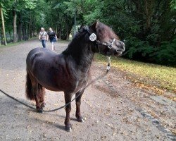 Pferd Paulien V.H. Stalletje (Shetland Pony, 2021, von Kerel v.d. Hoorn)