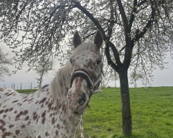 dressage horse Peneloppe (Appaloosa, 2007)