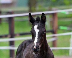 dressage horse Isola (Westphalian, 2021, from In My Mind NRW)