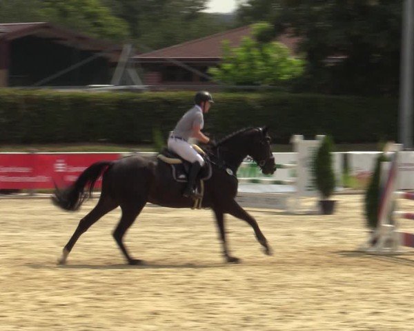 Reitturnier Ennigerloh-Neubeckum 2024