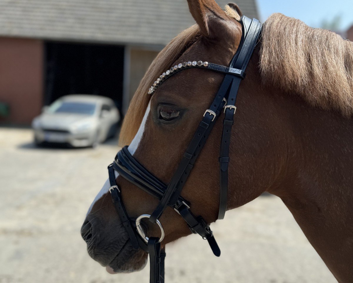 dressage horse Dream Girl (German Riding Pony, 2017, from Dating AT NRW)