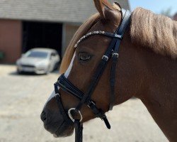 dressage horse Dream Girl (German Riding Pony, 2017, from Dating AT NRW)