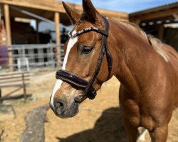 Zuchtstute Lalique (Deutsches Reitpony,  , von Diamond Touch NRW)