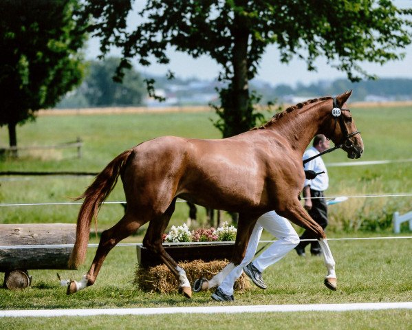 dressage horse Belissima M (Rhinelander, 2010, from Belissimo NRW)