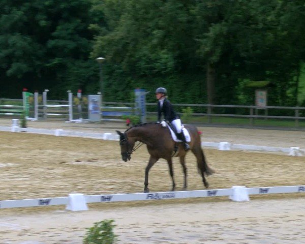 Reitturnier Stadtlohn 2024