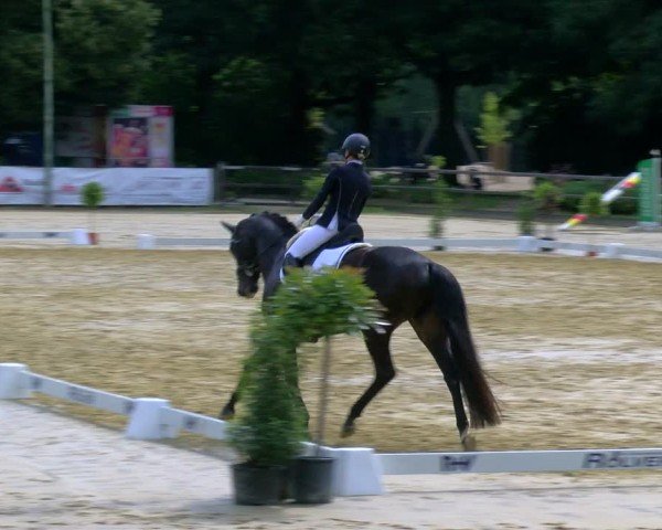 Reitturnier Stadtlohn 2024