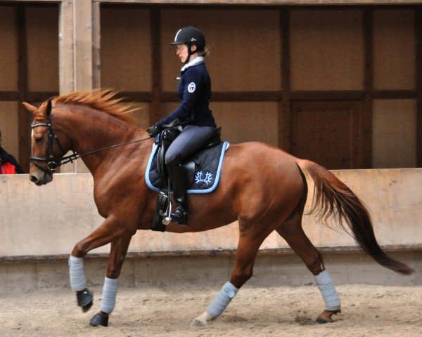 broodmare Valesca 33 (Trakehner, 2003, from Epernay)