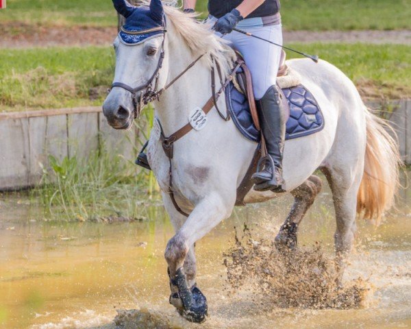 Springpferd Bella Bamba (Irish Sport Horse, 2011)