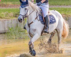 jumper Bella Bamba (Irish Sport Horse, 2011)