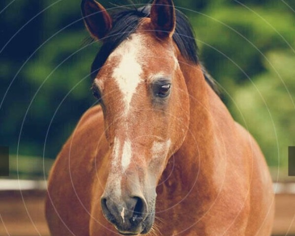 broodmare Bahia California (German Riding Pony, 1995, from Bavarottie)