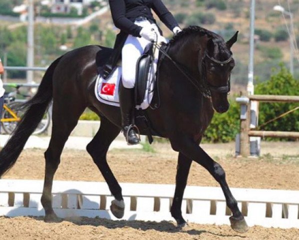 dressage horse Polygraf (Trakehner, 2003, from Febo)