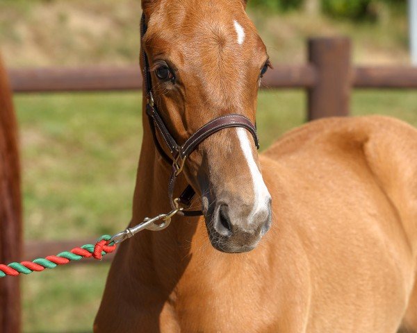 foal by Goldstern (Mecklenburg, 2024, from Gepsom)