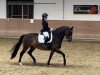 dressage horse Grazia Bella 3 (Westphalian, 2014, from Grey Flanell)