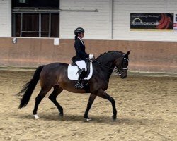 dressage horse Grazia Bella 3 (Westphalian, 2014, from Grey Flanell)