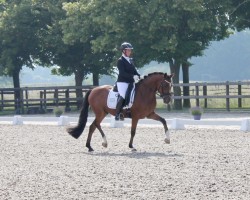 dressage horse Candyman 173 (German Riding Pony, 2020, from FS Clarimo)