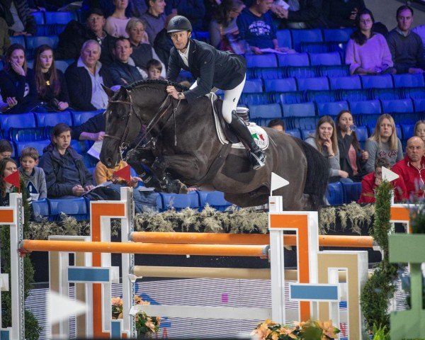 stallion Di Cantero van der Hulst Z (Zangersheide riding horse, 2011, from Diamant de Semilly)