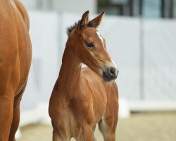 foal by Duke of Diamant BS (Westphalian, 2024, from Diamant de Casall)