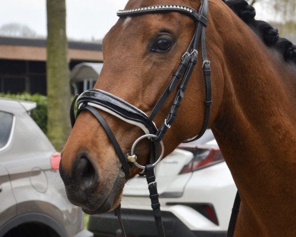 Pferd Wishingonastar xx (Englisches Vollblut, 2017, von Paolini xx)