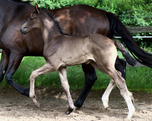 foal by Leopold (German Sport Horse, 2024, from Lord Europe)