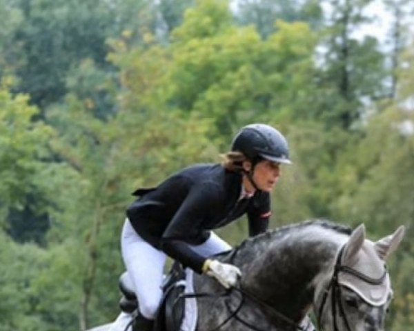 jumper Calle (German Sport Horse, 2014, from Calido I)