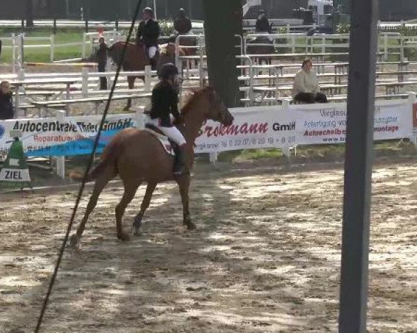 Lenklarer Reitertage auf der Reitsportanlage Gripshöver 2013