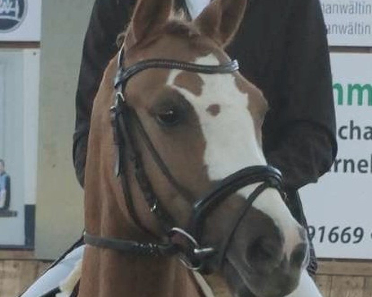 Dressurpferd Heiligenbergs Dr.Snuggles (Deutsches Reitpony, 2018, von Dating AT NRW)