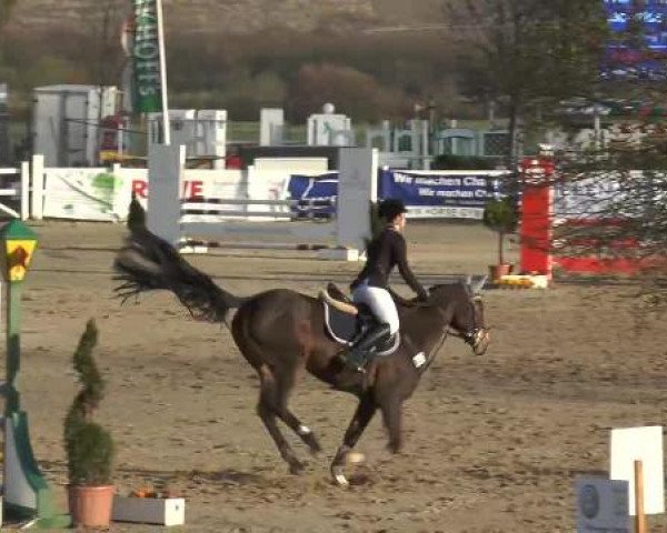 Lenklarer Reitertage auf der Reitsportanlage Gripshöver 2013