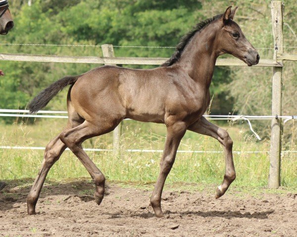 Fohlen von St. Estèphe (Deutsches Sportpferd, 2024, von St. Emilion)