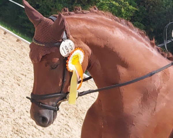 broodmare Davinia S 3 (Oldenburg, 2019, from Blue Hors Baron)