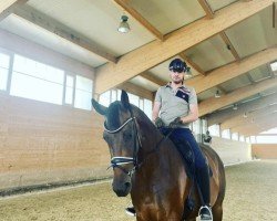 dressage horse HOKFA´S Livree (KWPN (Royal Dutch Sporthorse), 2016, from Don Tango B)