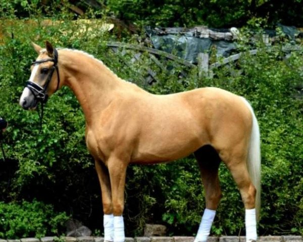 dressage horse Der kleine Prinz vom Königsberg (German Riding Pony, 2018, from Diamond Touch NRW)