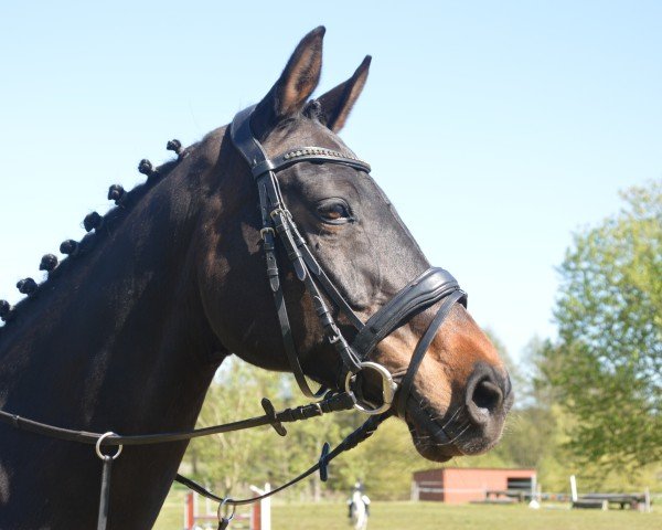 jumper Annabell 482 (German Sport Horse, 2007, from Abanos)