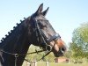 jumper Annabell 482 (German Sport Horse, 2007, from Abanos)