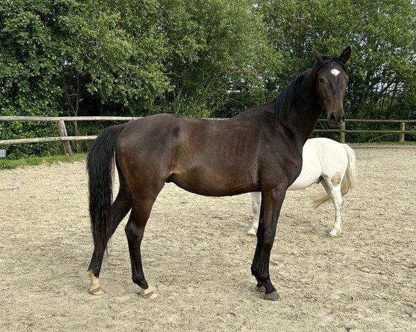 dressage horse Isenburg (Trakehner, 2022, from SPEEDWAY 7)