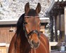 dressage horse ProBest's Lifestyle (Bavarian, 2000)