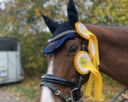 Springpferd Cartini (Deutsches Reitpony, 2012, von FS Champion de Luxe)