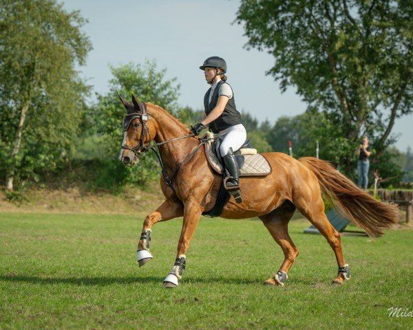 dressage horse Tullibards It Takes Time (Irish Sport Horse, 2014, from Ramiro B)