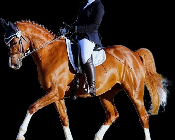 dressage horse Der Kleine Prinz 38 (unknown, 2013, from Cerasus Karat)