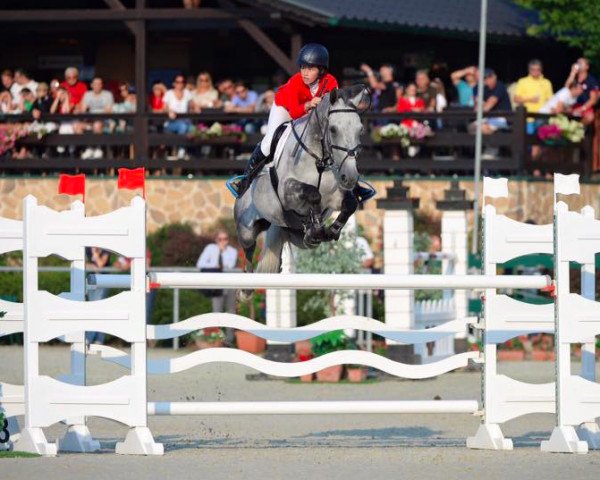 Springpferd Adelaar van het Innerveld (Belgium Sporthorse, 2006, von Indian Gold van Castershoeve)