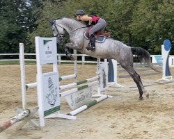 dressage horse Coco Chanel K 3 (Hanoverian, 2016, from Chaccato)